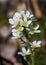 Saxifrage white flowers medicinal mountain plant