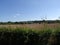 Saxon hedge English country lane northamptonshire