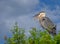 Say Ahhhhh: Great Blue Heron Taking Deep Breaths