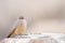 Say\'s Phoebe Fluffed Up