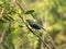 Sayaca Tanager Tangara sayaca isolated on tree branch in extension of Brazil`s Atlantic Forest. Brazilian fauna bird