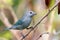 Sayaca Tanager Thraupis sayaca perched among the foliage