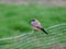 Says Phoebe sitting on a wire fence with soft green background