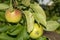 Scab on the leaves and fruits of an apple tree close-up. Diseases in the Apple Orchard