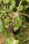 Scab on the leaves and fruits of an apple tree close-up. Diseases in the Apple Orchard