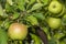 Scab on the leaves and fruits of an apple tree close-up. Diseases in the Apple Orchard