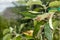 Scab on the leaves and fruits of an apple tree close-up. Diseases in the Apple Orchard