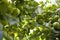 scab on the leaves and fruits of an apple tree close-up. Diseases in the Apple Orchard