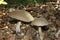 Scaber stalk or birch bolete mushroom