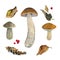 Scaber stalk Birch bolete mushrooms watercolor illustration