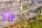 Scabiosa atropurpurea sweet scabiosa with small deep purple flowers