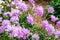 Scabiosa `Butterfly Blue` flowers at Sydney Centennial Park.