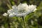 SCABIOSA CAUCASICA in bloom, Caucasian pincushion flower, Caucasian scabious