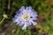 Scabiosa caucasica `Isaac House`