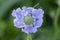 Scabiosa caucasica light blue flowerin plant, beautiful ornamental meadow flowers in bloom