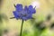 Scabiosa caucasica light blue flowerin plant, beautiful ornamental meadow flowers in bloom