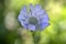 Scabiosa caucasica light blue flowerin plant, beautiful ornamental meadow flowers in bloom