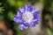 Scabiosa caucasica light blue flowerin plant, beautiful ornamental meadow flowers in bloom