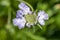 Scabiosa caucasica light blue flowerin plant, beautiful ornamental meadow flowers in bloom
