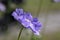 Scabiosa caucasica light blue flowerin plant, beautiful ornamental meadow flowers in bloom