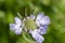 Scabiosa caucasica light blue flowerin plant, beautiful ornamental meadow flowers in bloom