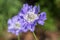 Scabiosa caucasica light blue flowerin plant, beautiful ornamental meadow flowers in bloom