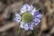 Scabiosa caucasica light blue flowerin plant, beautiful ornamental meadow flowers in bloom