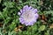 Scabiosa columbaria, Butterfly Blue