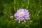 Scabiosa columbaria, Butterfly Blue, Small scabious, perennial herb across lavender blue flower heads