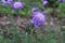 Scabiosa columbaria. Butterfly Blue, Small scabious, perennial herb with dissected leaves.