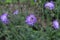 Scabiosa columbaria. Butterfly Blue, Small scabious, perennial herb with dissected leaves.