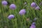 Scabiosa columbaria. Butterfly Blue, Small scabious, perennial herb with dissected leaves.