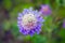 Scabiosa columbaria, Butterfly Blue, Small scabious, perennial herb with dissected leaves and up to 4 cm across lavender blue