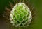 Scabiosa columbaria Dove Pincushion â€“ seedhead