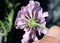 Scabiosa columbaria `Flutter Rose Pink`