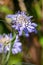 Scabiosa columbaria Kingfisher blue