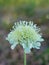 Scabiosa ochroleuca