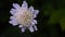 Scabiosa ochroleuca