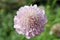 Scabiosa pink flower