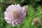 Scabiosa pink flower