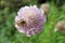 Scabiosa pink flower with bee