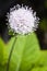 Scabiosa siamensis in Chiang Dao Wildlife Reserve area