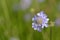 Scabious blooming in spring