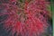 Scadoxus - blood flower, powder puff lilly