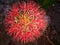 Scadoxus& x28;Fireball Football Blood Lily& x29; near river Ganga Varanasi India