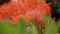 Scadoxus multiflorus or blood lily in bangladesh botanical garden from nh mahfuz photography