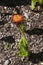 Scadoxus puniceus or Paintbrush lily flower stalks in garden