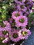 Scaevola \\\'Pink Diamond\\\' - Scaevola aemula - Fan Flower