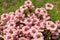 Scaevola pink flowers in countryside garden. Scaevola aemula blooming in sunny summer meadow. Biodiversity and landscaping garden