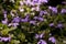 Scaevola, purple flower in bloom.